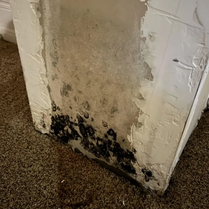 Professional Mold Removal in Florham Park, NJ